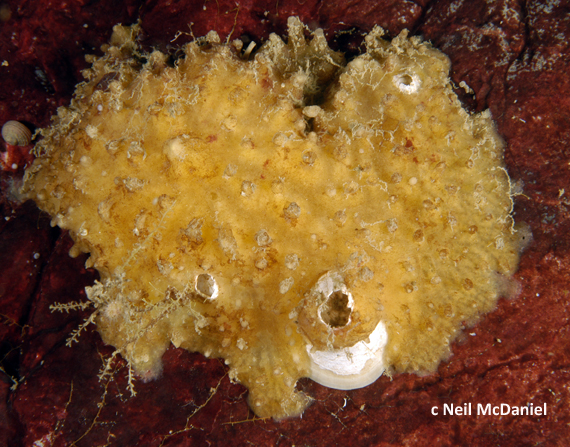 Photo of Hymedesmia n. sp. by <a href="http://www.seastarsofthepacificnorthwest.info/">Neil McDaniel</a>